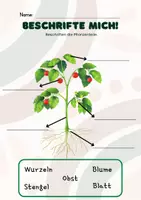 Vorschau - Arbeitsblätter - Pflanzenkunde 3. Klasse - 5. Klasse | Fotosynthese - Seite 1