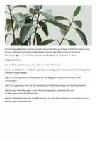 Vorschau - Arbeitsblätter - Die Bedeutung der Photosynthese in der Natur - Seite 1