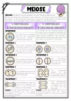 Vorschau - Arbeitsblätter - Meiose - Arbeitsblatt (3-fach differenziert), PPT, Flashcards, Tafelmaterial - Seite 2