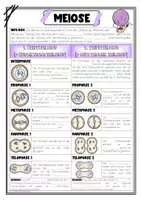 Vorschau - Arbeitsblätter - Meiose - Arbeitsblatt (3-fach differenziert), PPT, Flashcards, Tafelmaterial - Seite 3