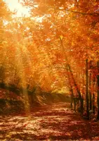 Vorschau - Arbeitsblätter - Vorlesegeschichten: Das Abenteuer im Herbstwald - Seite 2