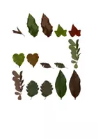 Vorschau - selbst erstellte Cliparts/Grafiken - 100 Cliparts: Blätter - Seite 3