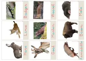 Vista previa - Refuerzo / NEE / Materiales de apoyo - Flashcards Real forest animals- Montessori. English - página 3