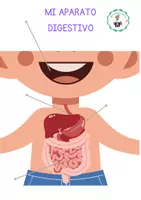 Vista previa - Tarjetas / Manipulativos - Mi cuerpo (por dentro) - My body (on the inside) - página 3