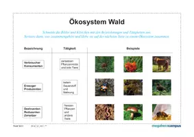 Vorschau - Arbeitsblätter - Willi macht Schule: Lebensraum Wald – Ökosystem - Seite 2