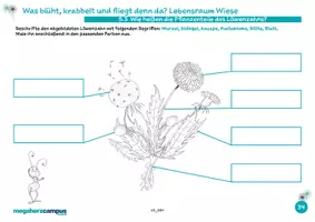 Vorschau - Arbeitsblätter - Willi macht Schule: Die Stockwerke der Wiese - Seite 2