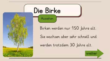 Vorschau - Interaktives Material - Die Birke - interaktive Wissenskartei - Seite 3