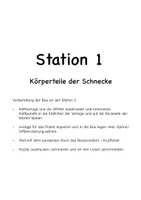 Vorschau - Unterrichtsreihen - Die Schnecke - Stationenlernen Klasse 1/2 - Seite 3