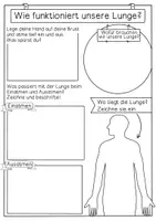 Vorschau - Stundenentwürfe - Unterrichtsreihe Organe - Arbeitsblätter, Versuche, Experimente - Seite 3