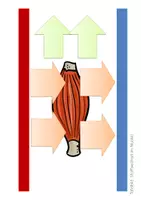 Vorschau - Arbeitsblätter - Mein Körper - Energieumwandlung im Muskel - Seite 2