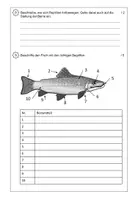 Vorschau - Klassenarbeiten - KA NaWi Wirbeltiere: Fische, Amphibien, Reptilien - Seite 2