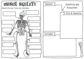 Vorschau - Arbeitsblätter - Forscherheft Skelett - Texte, Experimente, Bastelanleitungen & Forschen - Seite 3