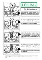Vorschau - Arbeitsblätter - Blutgerinnung Puzzle mit Lösung / Auschneiden und Zuordnen - Seite 2