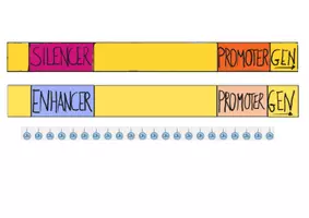 Vorschau - Arbeitsblätter - Enhancer Silencer Genregulation Methylgruppen (Epigenetik) - Deckblatt