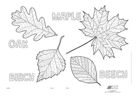 Vorschau - Arbeitsblätter - *Arts&Biology* Colouring and identifying leaves (zendoodle) - Seite 3