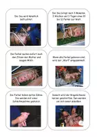 Vorschau - Stundenentwürfe - Landwirtschaft 3 - Das Schwein - Leben und Vermarktung - Seite 2
