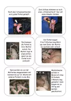 Vorschau - Stundenentwürfe - Landwirtschaft 3 - Das Schwein - Leben und Vermarktung - Seite 3