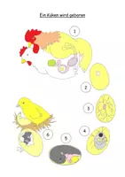 Vorschau - Stundenentwürfe - Landwirtschaft 4 - Das Huhn - Entwicklung und Haltung - Seite 3