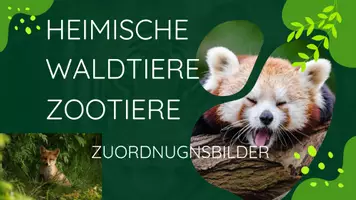 Vorschau - Fördermaterial/Inklusion - Waldtiere - Zootiere Zuordnungsbilder - Seite 1