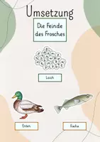 Vorschau - Stundenentwürfe - Tafelbild: Der Frosch & seine Feinde - Seite 3