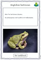 Vorschau - Arbeitsblätter - Amphibien bestimmen - Seite 3