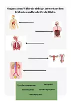 Vorschau - Arbeitsblätter - Anatomie: Arbeitsblätter, Quiz Biologie (PDF+Word) - Deckblatt