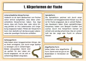 Vorschau - Arbeitsblätter - Der Aufbau von Fischen - Seite 3