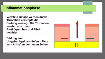 Vorschau - Präsentationen/Tafelbilder - Wundheilungsphasen - Seite 3