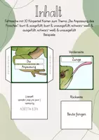Vorschau - Stundenentwürfe - Lapbook: Der Frosch - Seite 3