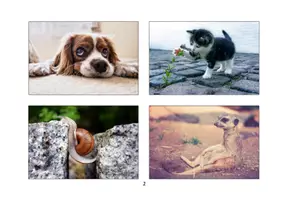 Vorschau - Bildkarten - Stimmungsbilder Tiere - 60 Bildkarten - Seite 1