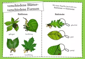 Vorschau - Arbeitsblätter - Der Wald: Stationskarten zu Laub- und Nadelbäumen - Seite 1