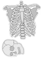 Vorschau - Präsentationen/Tafelbilder - Tafelmaterial Skelett - Bild- und Wortkarten - Seite 1
