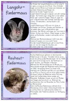 Vorschau - Anderer Materialtyp - Wissenskartei Fledermaus Fledermausarten in Grundschrift - Seite 2