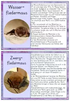 Vorschau - Anderer Materialtyp - Wissenskartei Fledermaus Fledermausarten in Grundschrift - Seite 3