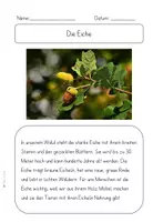 Vorschau - Arbeitsblätter - Der Wald - Laub und Nadelbäume (Texte & Steckbrief) - Seite 3