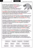 Vorschau - Arbeitsblätter - Lückentext Waschbär - Seite 2