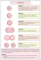 Vorschau - Arbeitsblätter - Genetik: Die Phasen der Mitose - Seite 3