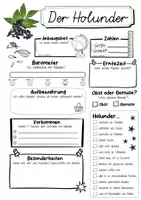 Vorschau - Arbeitsblätter - Steckbrief Holunder - Seite 1