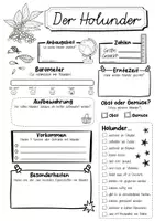 Vorschau - Arbeitsblätter - Steckbrief Holunder - Seite 2