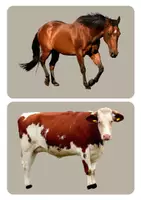 Vorschau - Präsentationen/Tafelbilder - Tiere auf dem Bauernhof - Seite 1
