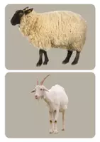 Vorschau - Präsentationen/Tafelbilder - Tiere auf dem Bauernhof - Seite 2