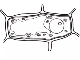 Vorschau - selbst erstellte Cliparts/Grafiken - Clipart Pflanzenzelle - Seite 2