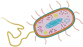 Vorschau - selbst erstellte Cliparts/Grafiken - Clipart Bakterienzelle zur kommerziellen Nutzung - Deckblatt