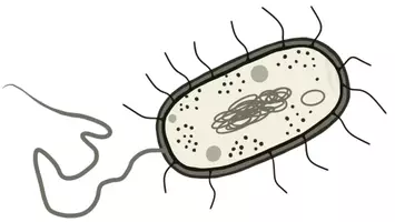 Vorschau - selbst erstellte Cliparts/Grafiken - Clipart Bakterienzelle zur kommerziellen Nutzung - Seite 2