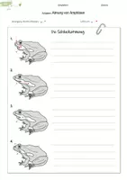 Vorschau - Arbeitsblätter - Amphibien | Atmung | Hautatmung | Schluckatmung - Seite 3