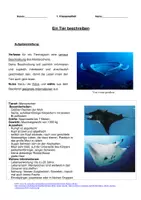 Vorschau - Klassenarbeiten - Klassenarbeit Tierbeschreibung: Mantarochen mit Erwartungshorizont - Seite 3