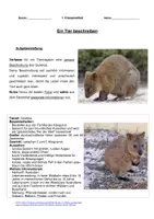 Vorschau - Klassenarbeiten - Klassenarbeit Tierbeschreibung: Quokka mit Erwartungshorizont - Seite 3