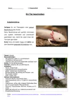 Vorschau - Klassenarbeiten - Klassenarbeit Tierbeschreibung: Axolotl - Seite 3