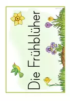 Vorschau - Anderer Materialtyp - Frühblüher (Klasse 1/2) – Tafelmaterial für den Sachunterricht - Seite 2