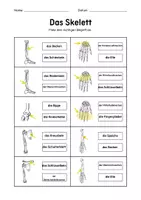 Vorschau - Arbeitsblätter - Skelett-Quiz: 2 Arbeitsblätter zu Skelettteilen für die 4. Klasse (DaZ/DaF) - Seite 2